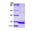 SDS-PAGE gel of recombinant human Cystatin-9 protein 3 μg under reducing conditions with Coomassie blue stain