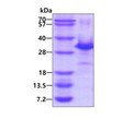 SDS-PAGE of recombinant human p27 Kip1 protein under reducing conditions stained with Coomassie blue