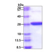 SDS-PAGE gel showing recombinant human GPX1 protein STJP017397 under reducing conditions stained with Coomassie blue
