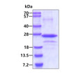 SDS-PAGE gel of recombinant human COPS8 protein under reducing conditions stained with Coomassie blue
