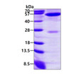 SDS-PAGE gel of recombinant human ALT1 GPT1 protein 3μg under reducing conditions with Coomassie blue stain