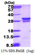 SDS-PAGE gel of recombinant human RAB23 protein under reducing conditions stained with Coomassie blue