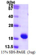 SDS-PAGE gel of recombinant human SUMO1 protein 3µg under reducing conditions Coomassie blue stain