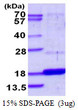 SDS-PAGE gel of recombinant human DUSP23 protein under reducing conditions stained with Coomassie blue