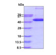 SDS-PAGE gel of recombinant human p38 alpha MAPK14 protein under reducing conditions Coomassie stain