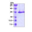 SDS-PAGE gel of recombinant human PSMB3 protein under reducing conditions Coomassie blue stain