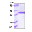 SDS-PAGE gel of recombinant human PSMA6 protein 3 μg under reducing conditions Coomassie blue stain