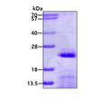 SDS-PAGE gel of recombinant human SNRPC protein 3µg under reducing conditions Coomassie blue stain