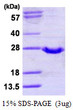 SDS-PAGE of recombinant human GPX2 protein STJP017449 under reducing conditions