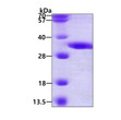 SDS-PAGE gel of recombinant human DECR2 protein 3µg under reducing conditions Coomassie blue stain