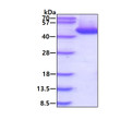 SDS-PAGE gel of recombinant human CTH protein 3µg under reducing conditions Coomassie blue stain