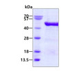 SDS-PAGE gel of recombinant human eIF4A3 protein under reducing conditions stained with Coomassie blue