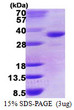 SDS-PAGE of recombinant human DHRS9 protein under reducing conditions with Coomassie blue stain
