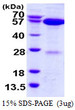 SDS-PAGE gel of recombinant human APPBP1 NAE1 protein under reducing conditions stained with Coomassie blue