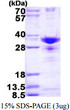 SDS-PAGE gel of recombinant human SNRPA1 protein under reducing conditions