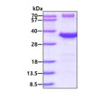 SDS-PAGE gel of recombinant human TPM3 protein 3µg reducing conditions Coomassie blue stain