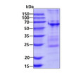 Recombinant human BAIAP2 protein SDS-PAGE gel showing 3µg under reducing conditions with Coomassie blue stain