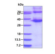 Recombinant human ATF1 protein SDS-PAGE gel 3μg reducing conditions Coomassie blue stain