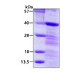 SDS-PAGE gel of recombinant human LASP1 protein 3μg under reducing conditions