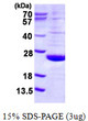SDS-PAGE gel of recombinant human DUSP21 protein under reducing conditions stained with Coomassie blue