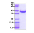 SDS-PAGE of recombinant human GGH protein 3µg under reducing conditions with Coomassie blue stain