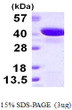 SDS-PAGE gel of recombinant human GIPC2 protein under reducing conditions stained with Coomassie blue