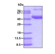 SDS-PAGE gel of recombinant human ALDOB protein 3µg under reducing conditions stained with Coomassie blue