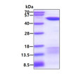 SDS-PAGE gel showing recombinant human Annexin A7 ANXA7 protein 3µg under reducing conditions