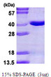 SDS-PAGE gel of recombinant human PIR-B protein under reducing conditions stained with Coomassie blue
