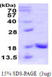 SDS-PAGE gel of recombinant human UBL4A protein under reducing conditions stained with Coomassie blue