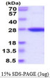 SDS-PAGE gel of recombinant human GPX3 protein 3 µg under reducing conditions Coomassie blue stain