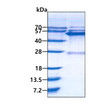 SDS-PAGE gel of recombinant human GATM protein 3 µg under reducing conditions with Coomassie blue stain