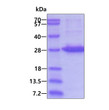 SDS-PAGE gel of recombinant human EXOSC5 protein 3µg under reducing conditions Coomassie blue stain