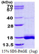 SDS-PAGE gel showing recombinant human LSM3 protein stained with Coomassie blue