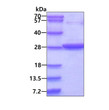 Recombinant human GSTT2 protein SDS-PAGE 3 µg reducing conditions Coomassie blue stain