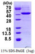 SDS-PAGE of recombinant human HIBCH protein under reducing conditions stained with Coomassie blue