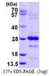 Recombinant human PLDN protein SDS-PAGE gel under reducing conditions