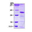 SDS-PAGE gel of recombinant human HAUS1 protein 3 µg Coomassie blue stain
