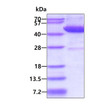 SDS-PAGE gel of recombinant human TRDMT1 protein under reducing conditions Coomassie stain