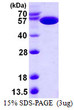 SDS-PAGE gel of recombinant E. coli pykF protein under reducing conditions Coomassie blue stain