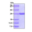 SDS-PAGE gel of recombinant human GSTA4 protein under reducing conditions Coomassie stain