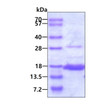 SDS-PAGE gel of recombinant human AKAP7 protein under reducing conditions Coomassie stain