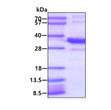 SDS-PAGE gel of recombinant human ABHD10 protein 3ug under reducing conditions with Coomassie blue stain
