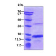 SDS-PAGE gel of recombinant human CRIPT protein 3µg under reducing conditions Coomassie blue stain