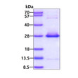 SDS-PAGE gel of recombinant human HSPB2 protein under reducing conditions Coomassie blue stain
