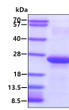 SDS-PAGE gel of recombinant human MYL7 protein under reducing conditions stained with Coomassie blue