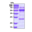 Recombinant human YARS2 protein SDS-PAGE gel under reducing conditions with Coomassie blue stain