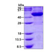 SDS-PAGE of recombinant human AS3MT protein under reducing conditions with Coomassie blue staining