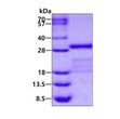 SDS-PAGE gel of recombinant human JAM-A F11R protein under reducing conditions with Coomassie stain