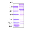 SDS-PAGE gel of recombinant human MAGEA6 protein under reducing conditions stained with Coomassie blue